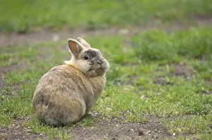 Easter Bunny Drucke: Rabbit (cuniculus), grass, Easter bunny
