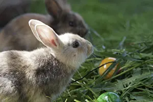 Colourful Easter Eggs Drucke: Rabbit (cuniculus), portrait, Easter