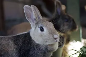 Easter Bunny Image Drucke: Rabbit (cuniculus), Portrait, Enclosure