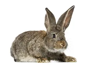 Isolated Against White Background Drucke: Rabbit, isolated on white