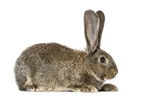 White Background Clipping Path Drucke: Rabbit, isolated on white