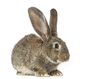 Lagomorpha Mammal Drucke: Rabbit, isolated on white