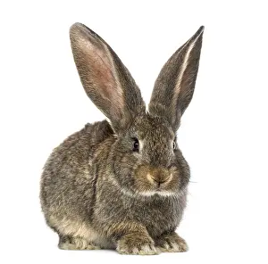 Lagomorpha Animal Photo Drucke: Rabbit, isolated on white