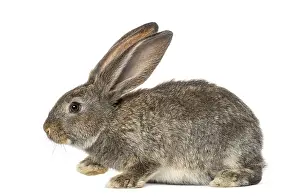 White Background Bunny Drucke: Rabbit, isolated on white