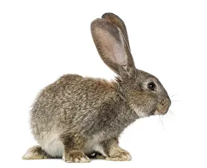 Lagomorpha Animal Photo Drucke: Rabbit, isolated on white