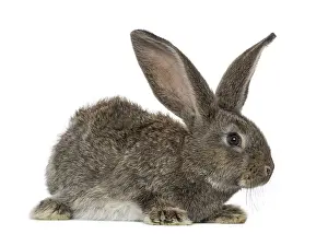 White Plain Colored Background Drucke: Rabbit, isolated on white