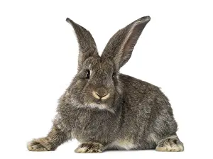 Single Colored Background Image Drucke: Rabbit, isolated on white