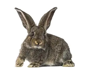 White Rabbit Drucke: Rabbit, isolated on white