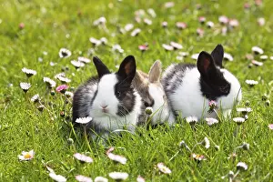 Bavaria Garden Scene Drucke: Rabbit (Oryctolagus cuniculus)
