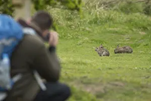 British Wildlife Photos Drucke: Rabbit (Oryctolagus cuniculus)