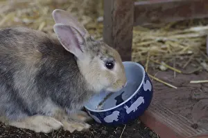 Young Rabbit Drucke: Rabbit (Oryctolagus cuniculus)
