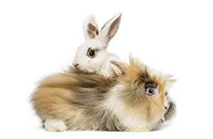 White Studio Background Animals Drucke: Two rabbits