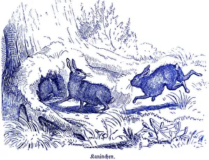 Wild Animal Hunting Scene Drucke: Three rabbits in front of the cave