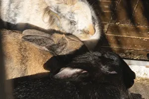 Austria Wildlife Drucke: Three rabbits resting together in sunlight