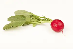 Fresh Vegetable Cutouts Drucke: Radish