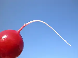 Red Vegetable Drucke: Radish