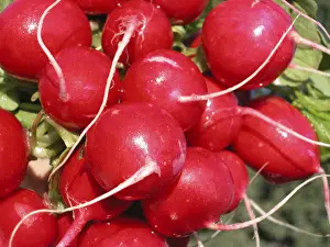 Colorful Vegetable Drucke: Radish