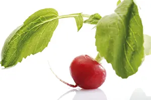 Red Vegetable Drucke: Radish