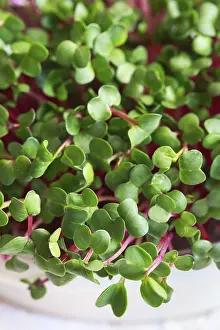 Sprouting Microgreens Drucke: Radish microgreens. Sprouting Microgreens