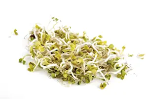Vitamin Rich Vegetables Drucke: Radish seedlings