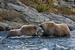 Tundra Animal Behavior Drucke: In the raging waters of the Svone
