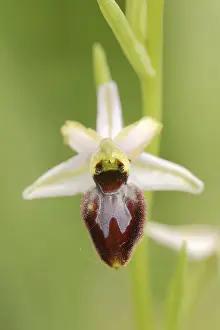 Bee Orchid Flower Drucke: Ragwort in splendour (Ophrys splendida)