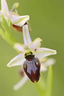 Western European Wildflowers Drucke: Ragwort in splendour (Ophrys splendida)