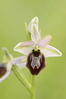 Western Europe Nature Scenes Drucke: Ragwort in splendour (Ophrys splendida)