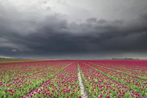 Spring Awakening Europe Drucke: Rain clouds over red tulip field