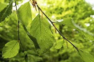 Uninhabited Forest Landscape Drucke: Rain drops on leaves in the forest