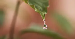 Deserted Outdoor Scene Drucke: Rain falling on Anemone's Leaf