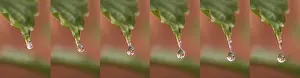 Deserted European Landscape Drucke: Rain falling on Anemone's Leaf