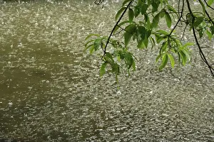 Deserted Lake In Europe Drucke: Rain falling on a pond, May, Germany