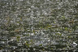 Water Drop Photography Drucke: Rain falling on a pond, May, Germany
