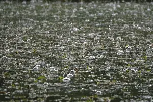 Waterfall In Central Europe Drucke: Rain falling on a pond, May, Germany