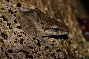 Holarctic True Frogs Images Drucke: Rain frog