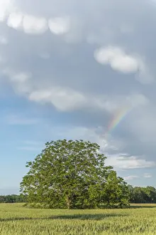 Prismatic Colors In Europe Drucke: Rainbow appears in rain clouds in spring
