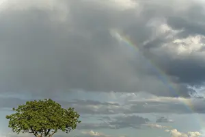 Nimbostratus Cloud Formations Drucke: Rainbow appears in rain clouds in spring