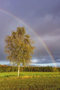 Northern Germany Nature Scene Drucke: Rainbow over a birch tree (Betula)