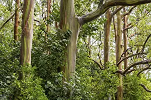 Maui Hawaii USA Drucke: Rainbow eucalyptus deglupta (Eucalyptus Deglupta)