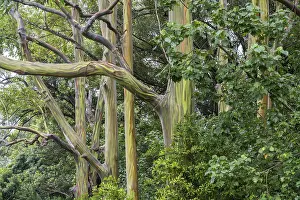 Eucalyptus Deglupta Drucke: Rainbow eucalyptus deglupta (Eucalyptus Deglupta)