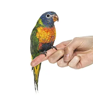 Rainbow Lorikeet Drucke: Rainbow Lorikeet perched on a finger