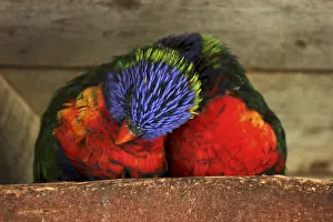 Parrot Wildlife Photography Drucke: Two rainbow lorikeets snuggling with each other