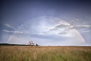 Deciduous Tree In Wetland Drucke: Rainbow over rowan tree on marsh after rain