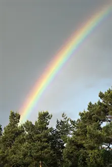 Colorful Sky Drucke: Rainbow in the sky above pine trees