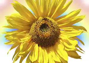 Deserted Sunflower Field Drucke: Rainbow Sunflower
