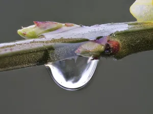 Water Drop On Plant Drucke: Raindrops, on the buds of a branch