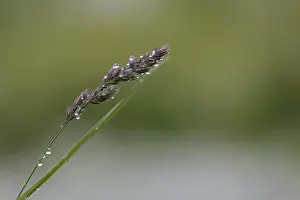 Nature Photography In Europe Drucke: Raindrops on a flowering blade of grass