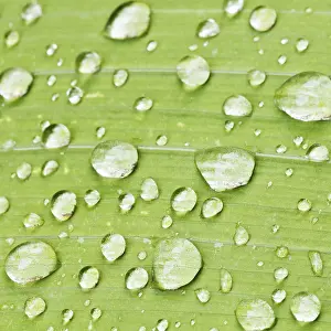 Water Drop On Leaf Drucke: Raindrops on the green leaf of the iris plant at close range after rain