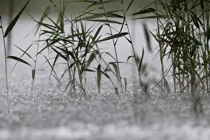 Thunderstorm Landscape Drucke: Raindrops, heavy rain, thunderstorm